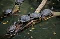 Zoo Schmiding 021